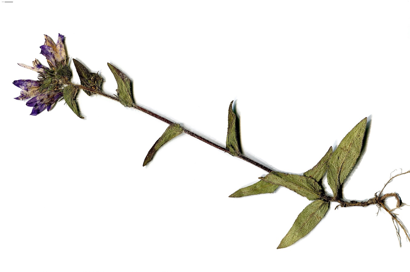 Campanula glomerata subsp. glomerata (Campanulaceae)